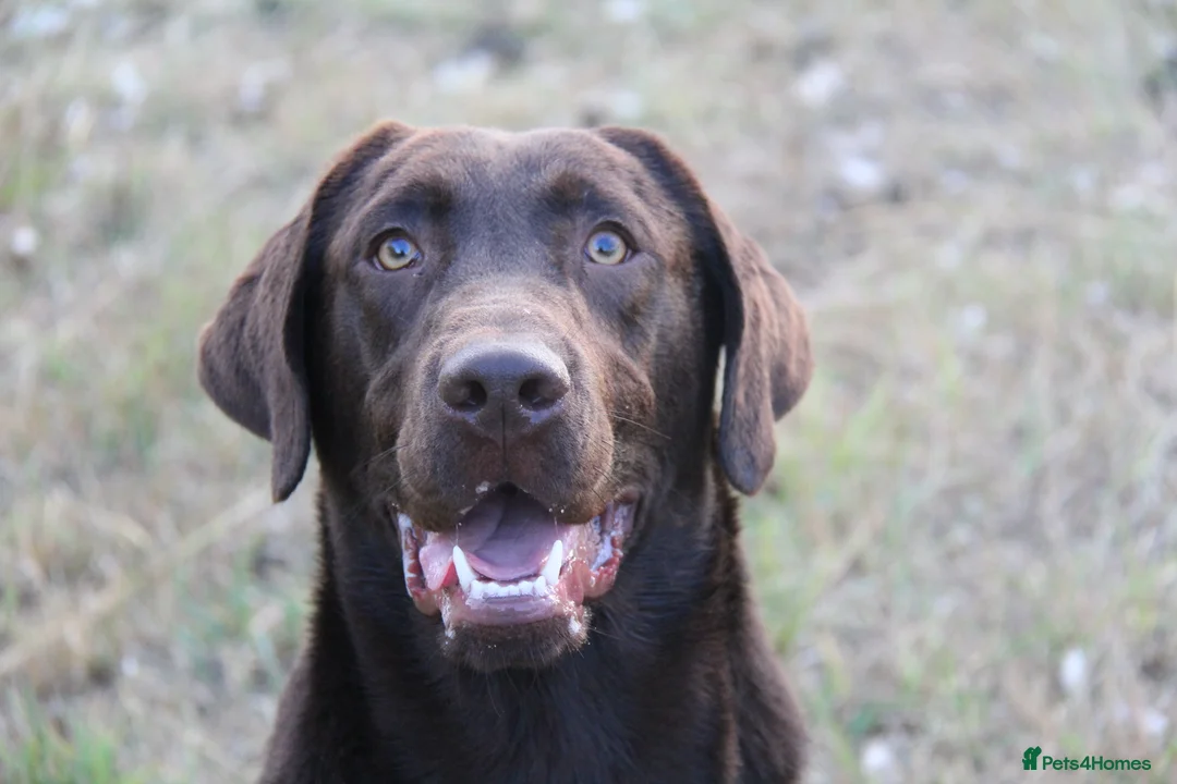 Labrador Retriever dogs for stud: KC fully tested Choc Labrador Stud in Bicester - Advert 6