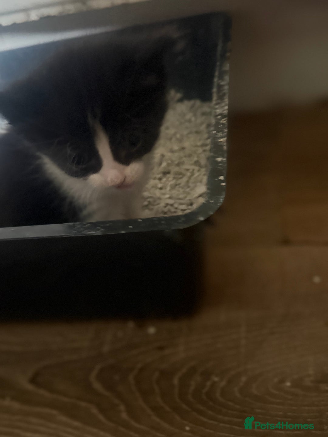 Mixed Breed cats for sale: 6 kittens all different colours  - Image 11