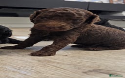 Standard Poodle dogs for sale: KC standard poodle for sale ! - Image 9