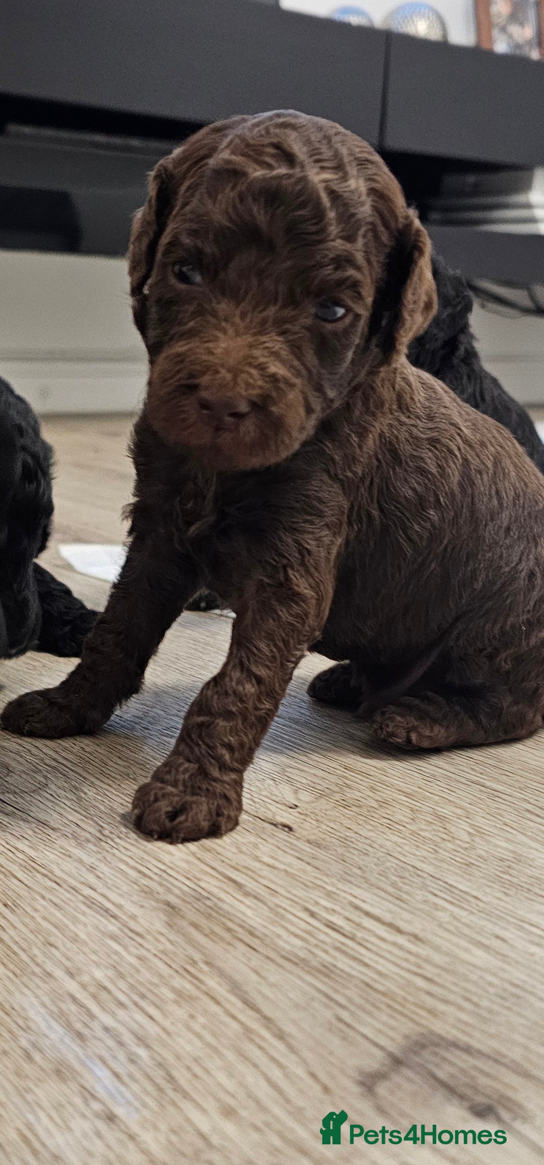 Standard Poodle dogs for sale: KC standard poodle for sale ! - Image 9