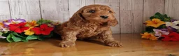 Cavapoo dogs for sale: Beautiful solid red cavapoos  - Advert 6