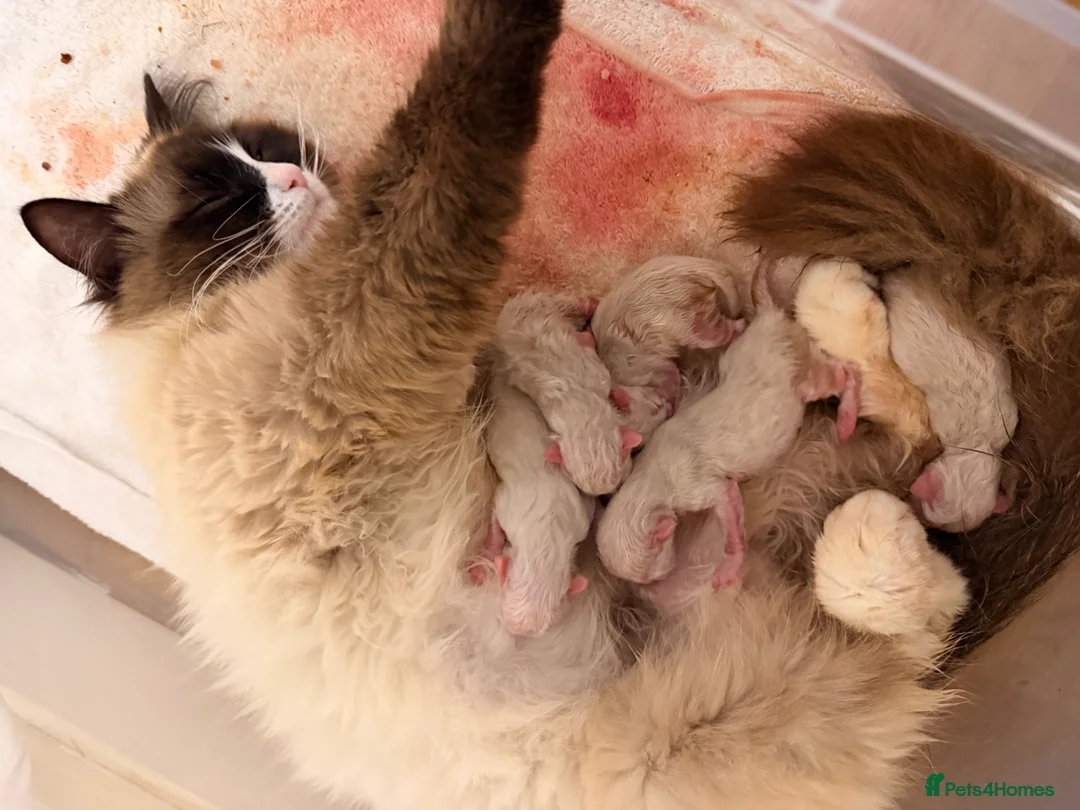 Ragdoll cats for sale: Beautiful ragdoll kittens  - Advert 2