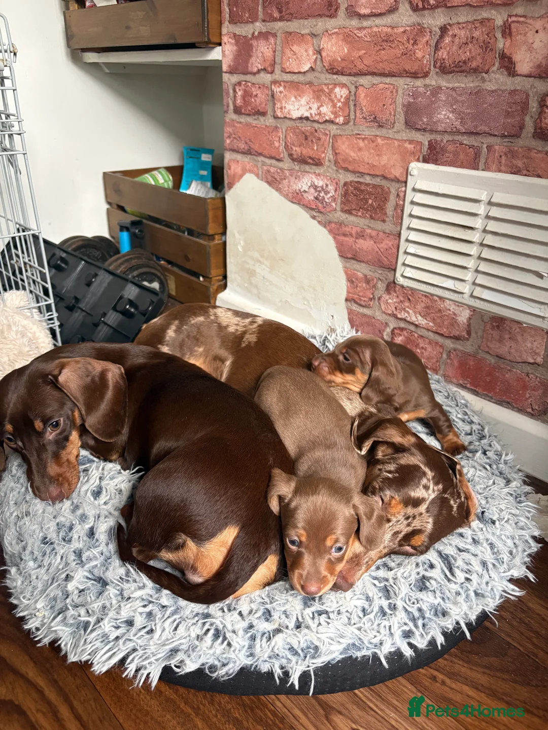 Miniature Dachshund dogs for sale: Perfect Miniature Dacshunds London/Kent - Advert 18