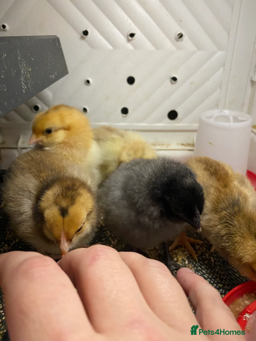 Chickens poultry for sale: Day old chicks - Advert 9