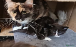 Maine Coon cats for sale: Pedigree GCCF Maine Coon Kitten available  - Image 33