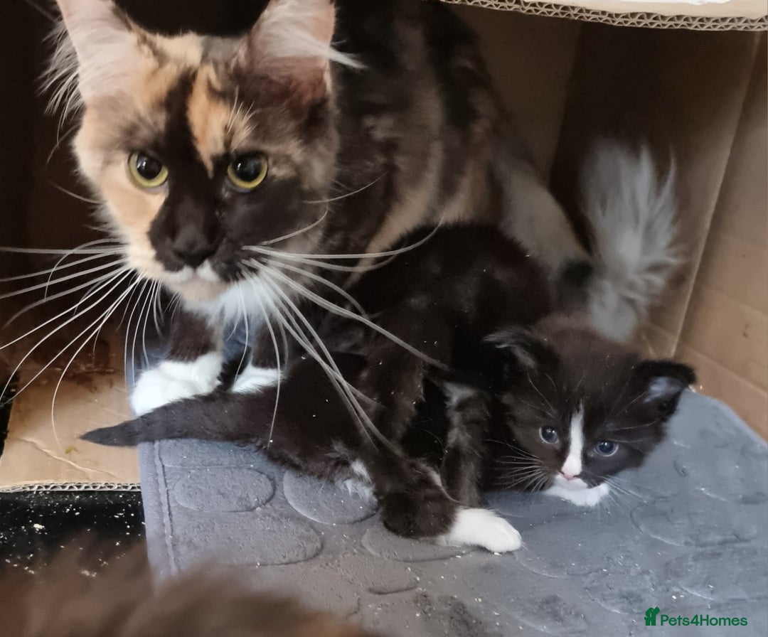 Maine Coon cats for sale: Pedigree GCCF Maine Coon Kitten available  - Image 33