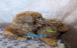 Cockapoo dogs for sale: 🌟 F1b-toy-health tested-cockapoo puppies 🌟  in Droitwich - Image 4