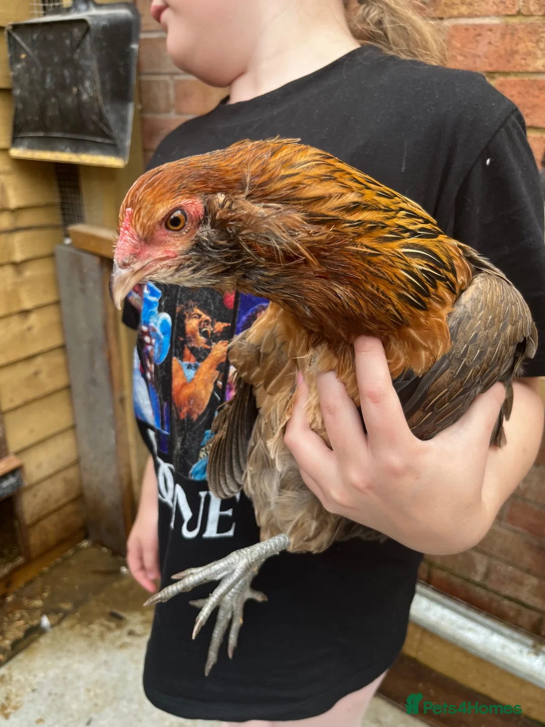 Mixed Breed poultry for sale: Rumpless Arucana Hen Polish, Brahma, silkie chicks - Advert 2