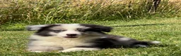 Border Collie dogs for sale: Stunning KC Registered Border Collie Puppies  - Advert 12