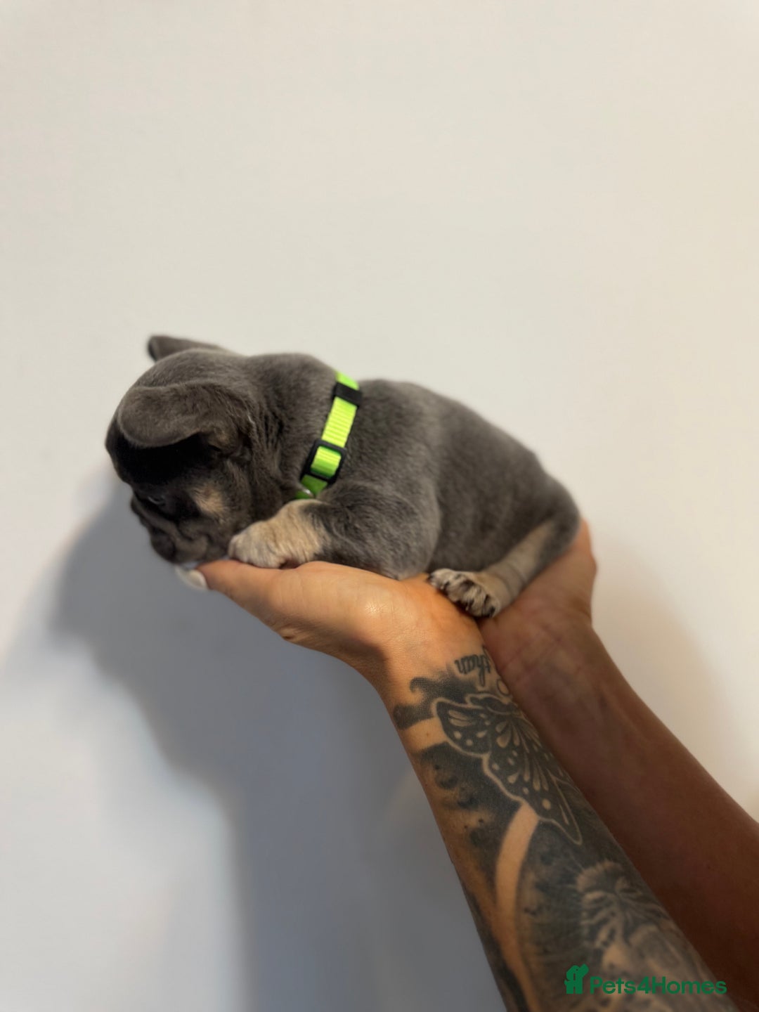 French Bulldog dogs for sale: One Female French bulldog  - Advert 8