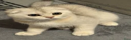 Scottish Fold cats for sale: purebred Scottish kittens - Advert 12