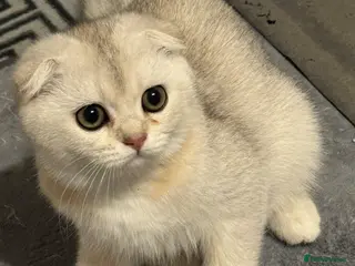 Scottish Fold cats purebred Scottish kittens - Advert 3