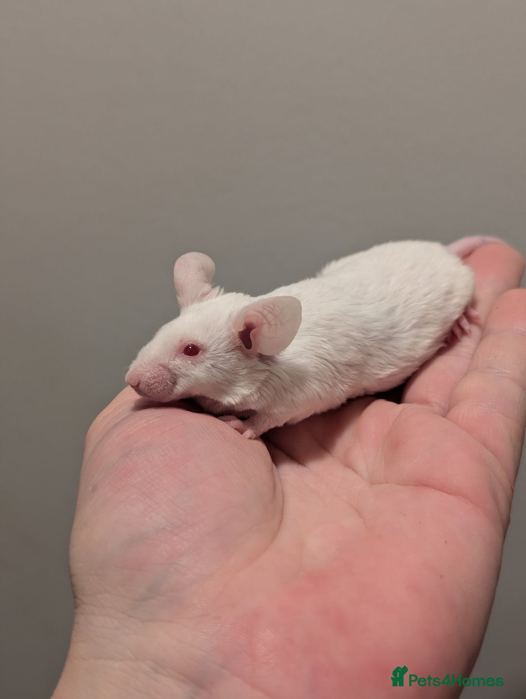 Mouse rodents for sale: Fancy mice  - Advert 5