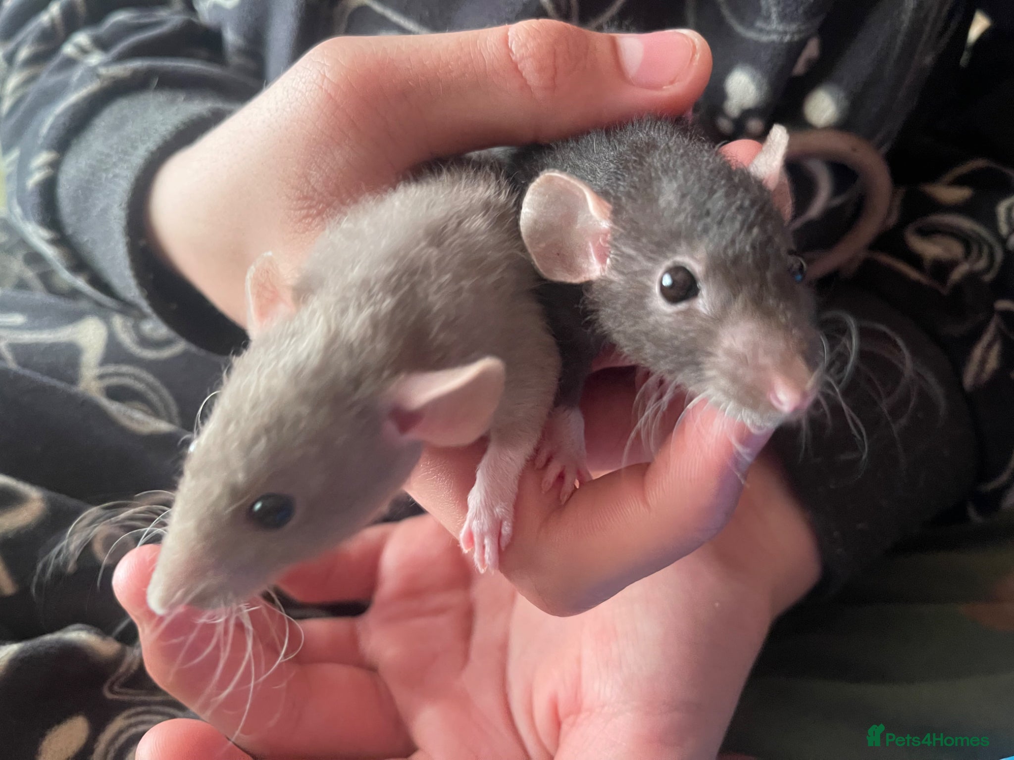 Rat rodents for sale: Baby rats looking for 5* forever homes  - Advert 1