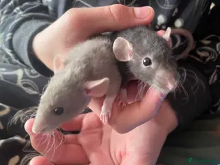 Rat rodents Baby rats looking for 5* forever homes - Advert 20