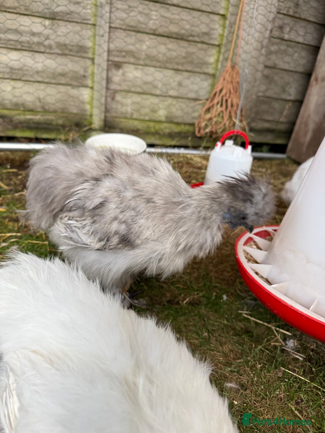 Chickens poultry for sale: 1 male silkie male grey speckled  - Image 2