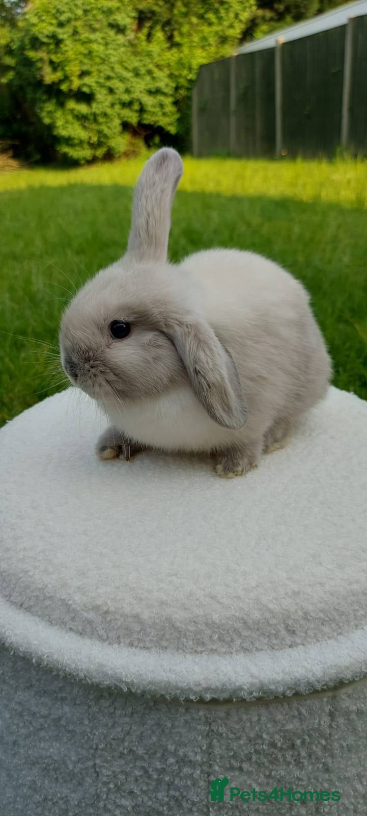 Mini Lop rabbits Beautiful Baby Mini Lop - Advert 11