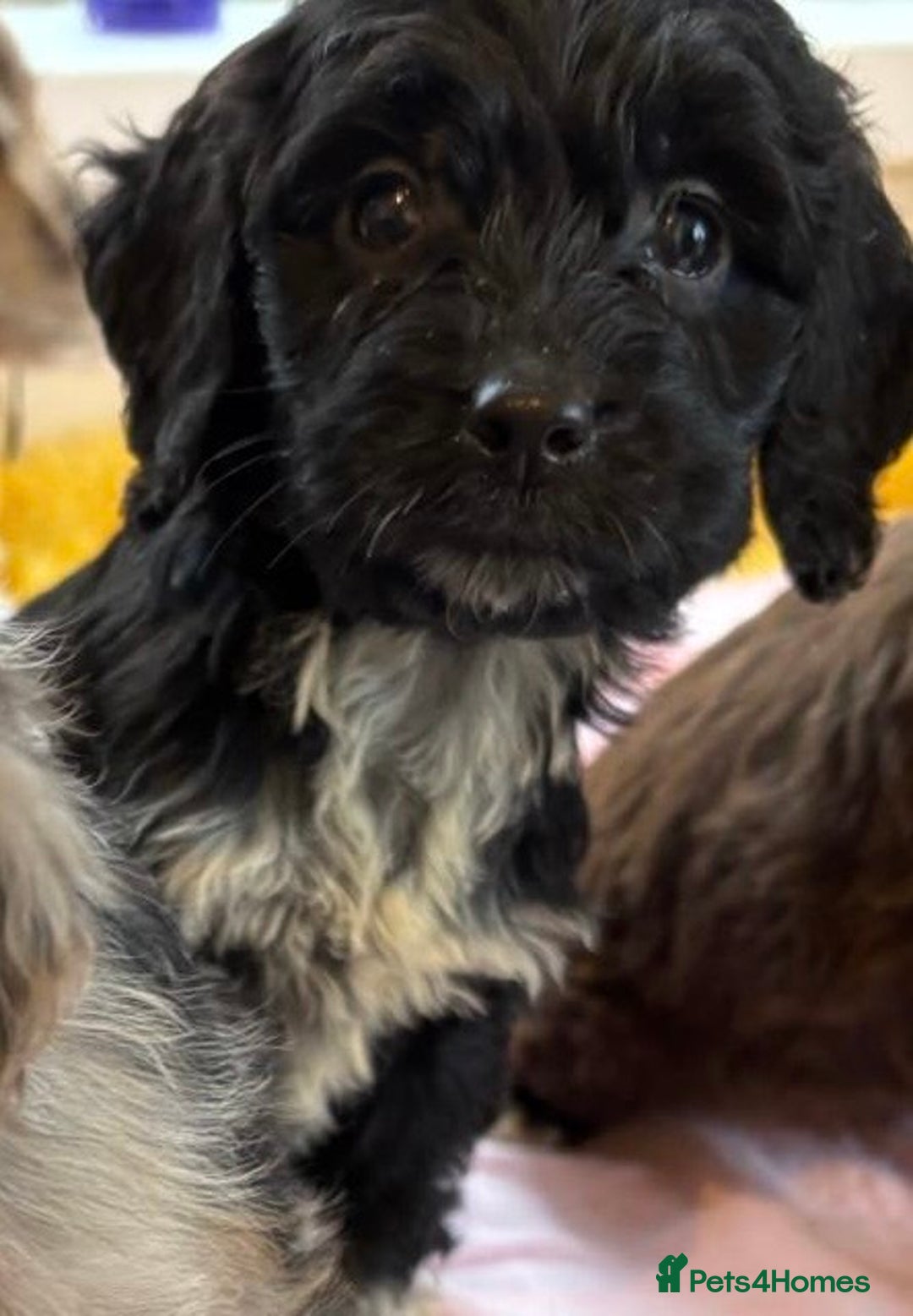 Cockapoo dogs for sale: Cockapoo puppies  - Advert 11