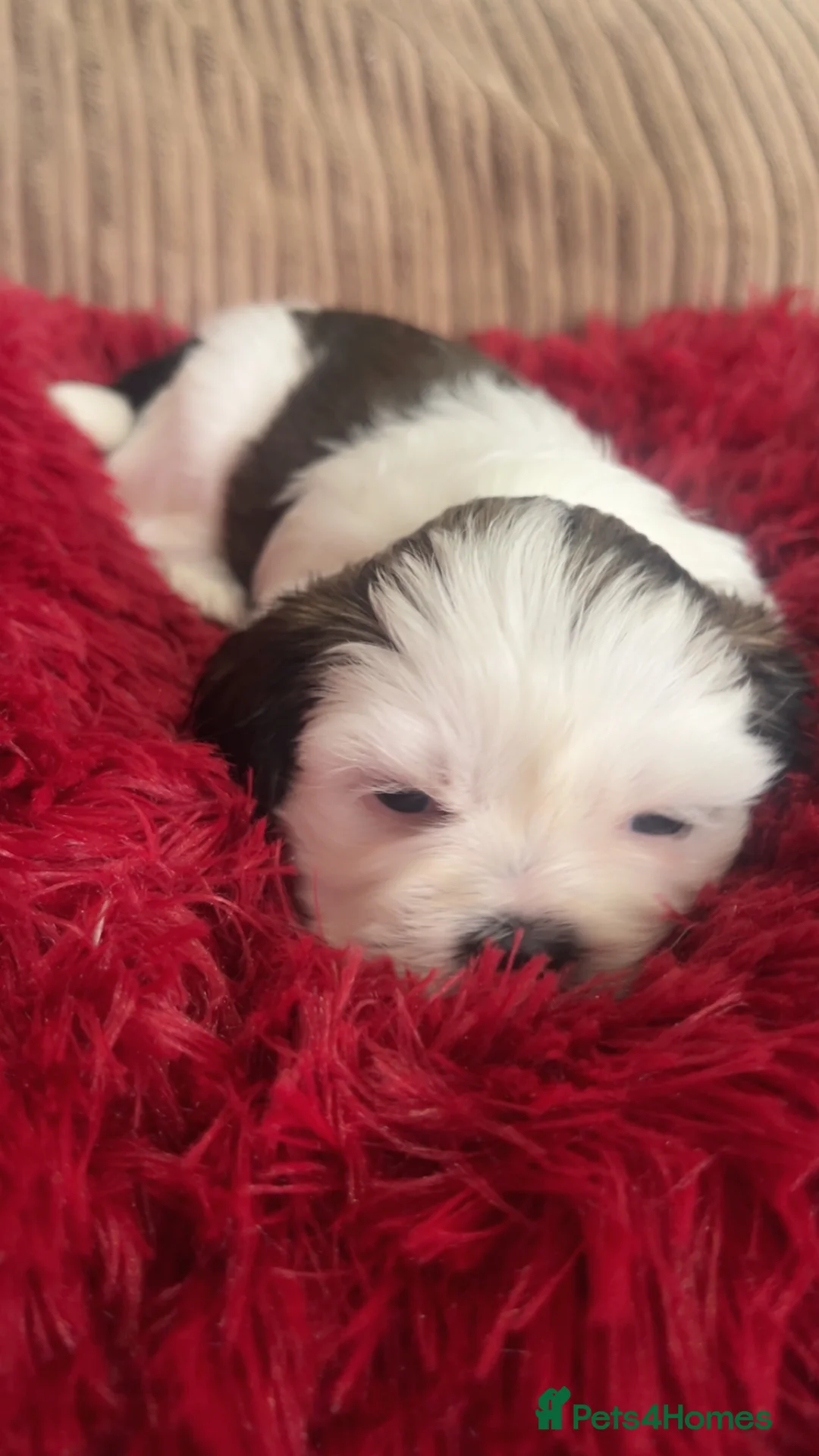 Shih Tzu dogs for sale: Beautiful litter of puppy’s  - Advert 13