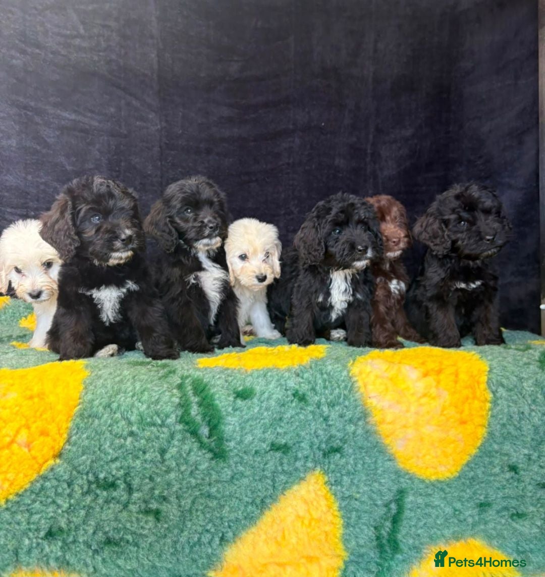Cockapoo dogs Adorable cockapoo puppys  - Advert 1