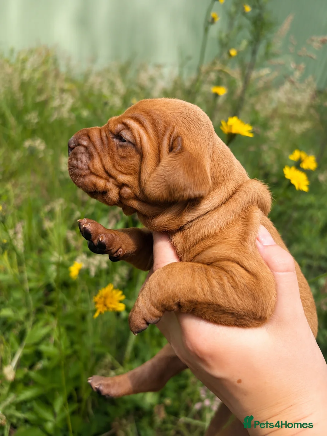 Hungarian Vizsla dogs for sale: HUNGARIAN SHORT HAIRED VIZSLA PUPPIES AVAILABLE  - Advert 10
