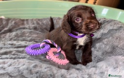 Sprocker dogs for sale: Beautiful litter of working type sprockers  - Image 12