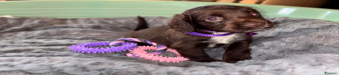 Sprocker Puppy 8
