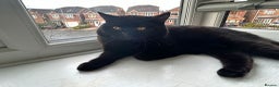 British Shorthair cats for stud: Black BSH British TICA & GCCF REG TOP QUALITY STUD in Rochdale - Advert 4