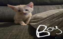 Domestic Shorthair cats for sale: Kittens  - Image 5