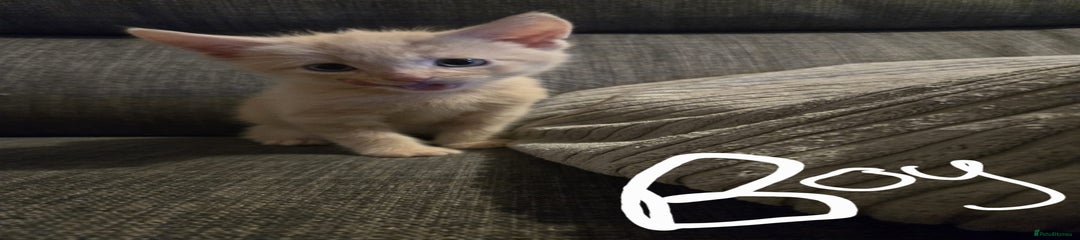 Domestic Shorthair Kitten 2