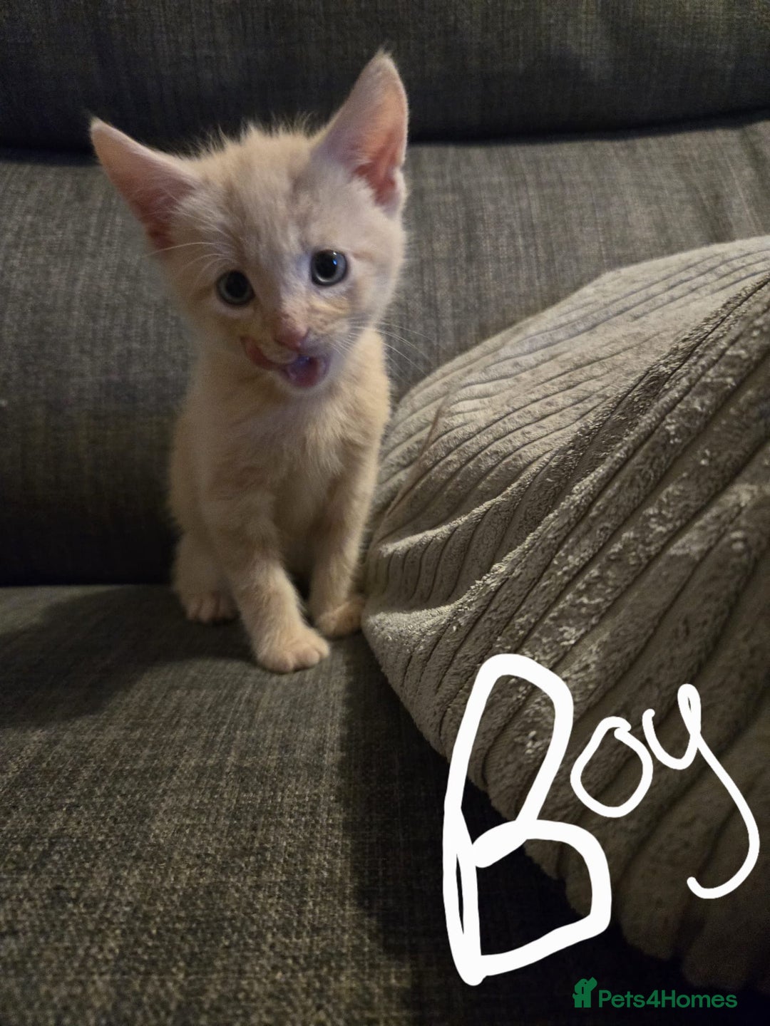 Domestic Shorthair cats for sale: Kittens  - Image 5