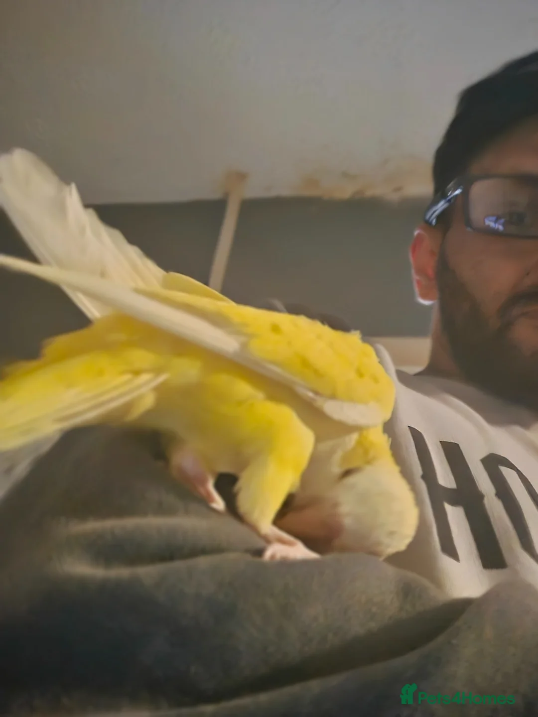 Parakeets birds for sale: Lutino quaker with fullsetup - Advert 1