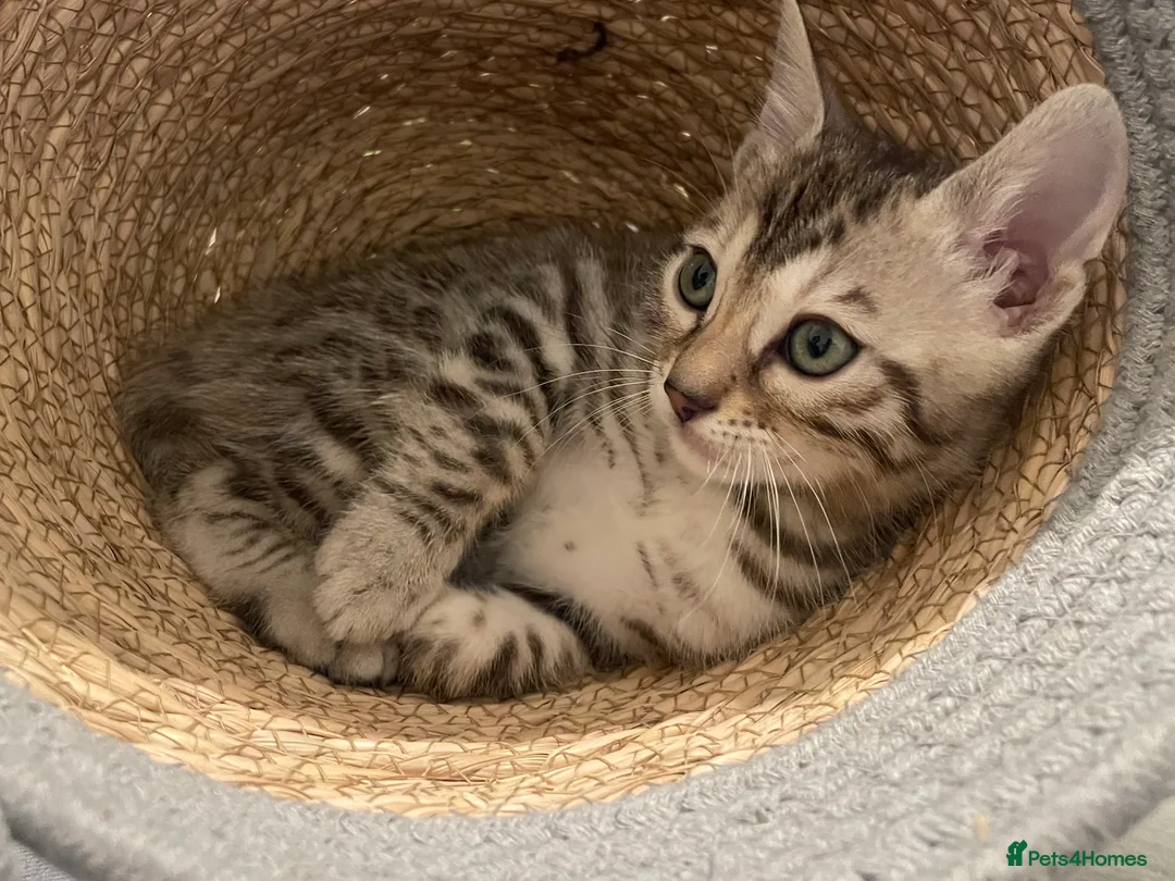 Bengal cats for sale: 🥇🏆Gorgeous Pedigree Tica Pure Bengals🏆🥇 - Advert 13