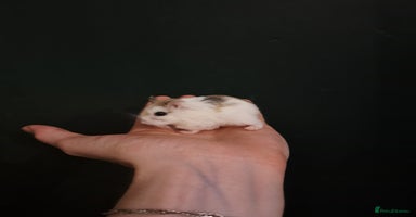 Hamster rodents - Advert 4