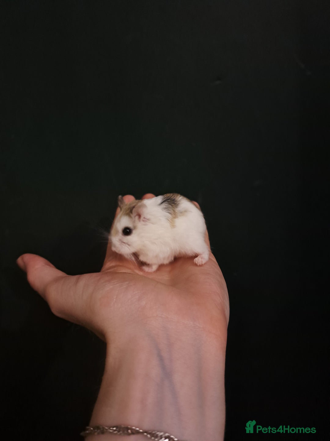 Hamster rodents for sale: Hamster for adoption - Image 2