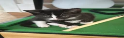Domestic Shorthair cats for sale: Lovely kittens  - Advert 4