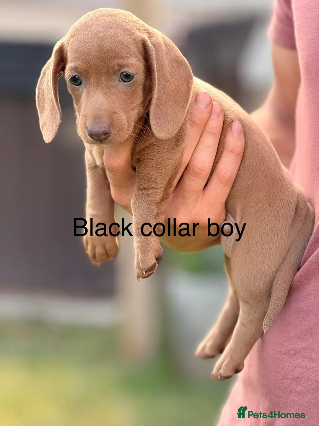 Miniature Dachshund dogs for sale: Gorgeous miniature dachshund boys ready to go  - Advert 14
