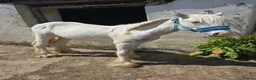 Irish Cob horses for sale: super friendly TGCA filly - Advert 5