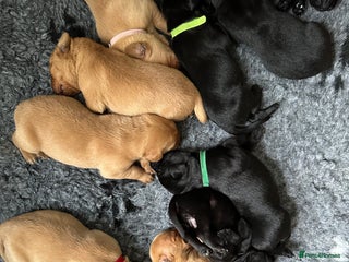 Labrador Retriever dogs - Advert 16