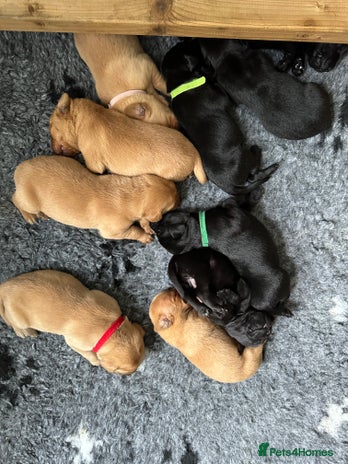 Labrador Retriever dogs - Advert 5