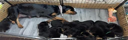 Rottweiler dogs for stud: **PROVEN** STUD ONLY  ROTTWEILER in Mansfield - Advert 2
