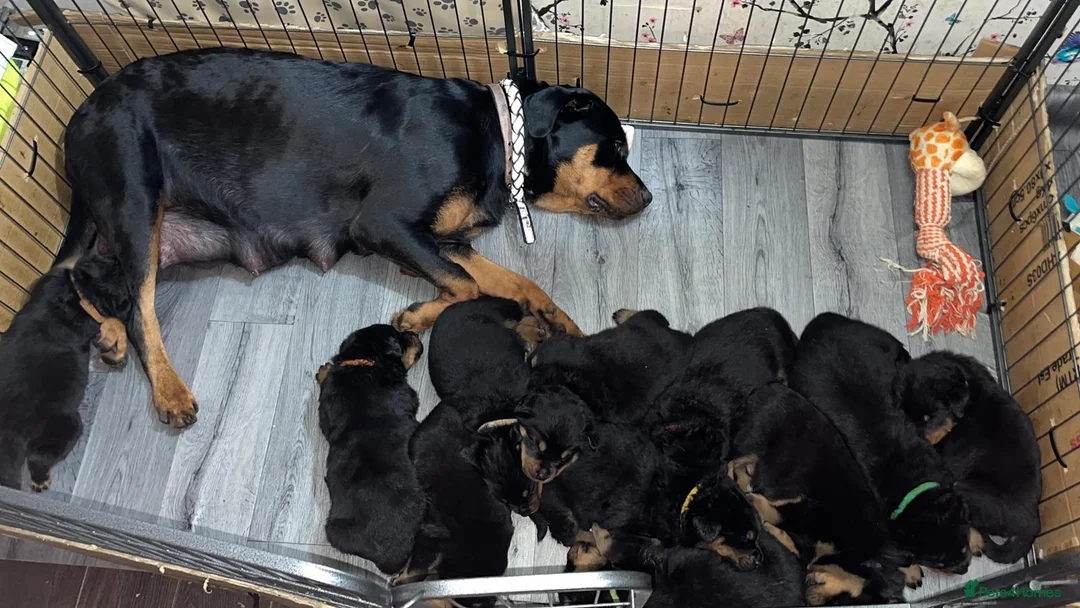Rottweiler dogs for stud: **PROVEN** STUD ONLY  ROTTWEILER in Mansfield - Advert 2