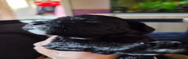 Cockapoo 1