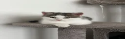 American Shorthair cats for sale: 3 Little Tabbies Looking for Their Forever Homes! - Advert 14