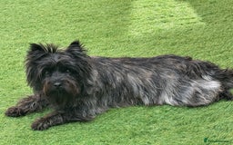 Cairn Terrier dogs for stud: Quality Health Tested & proven stud in Ripley - Image 17