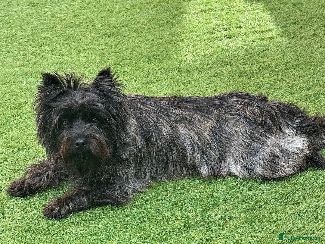 Cairn Terrier dogs for stud: Quality Health Tested & proven stud in Ripley - Image 17