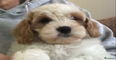 Cavapoo dogs - Advert 1