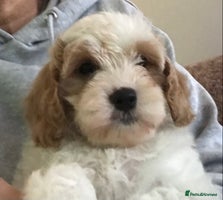 Cavapoo dogs - Advert 8