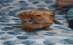 Miniature Dachshund dogs for stud: Cream Male for stud  in Waterlooville - Image 7