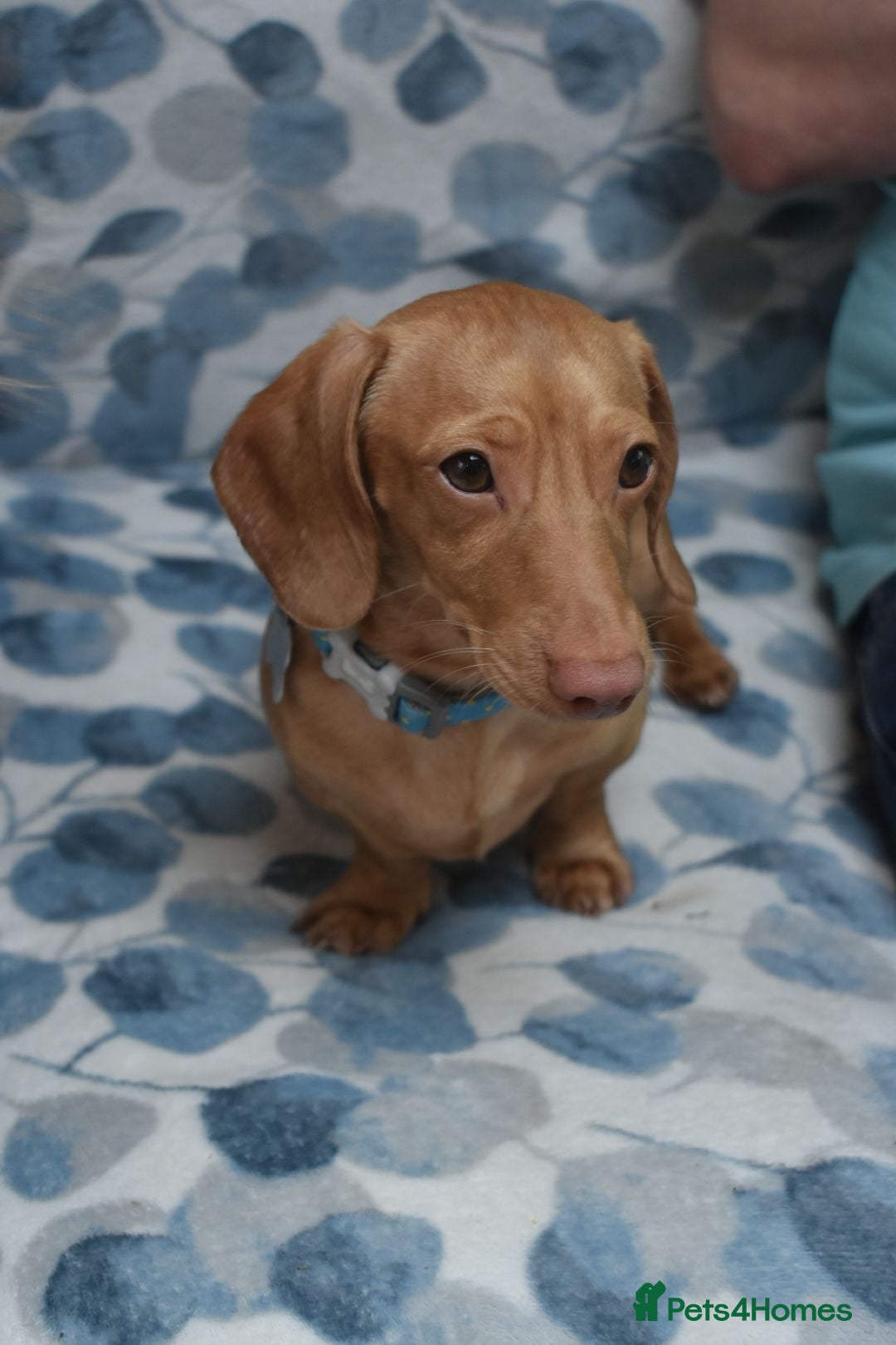 Miniature Dachshund dogs for stud: Cream Male for stud  in Waterlooville - Image 7
